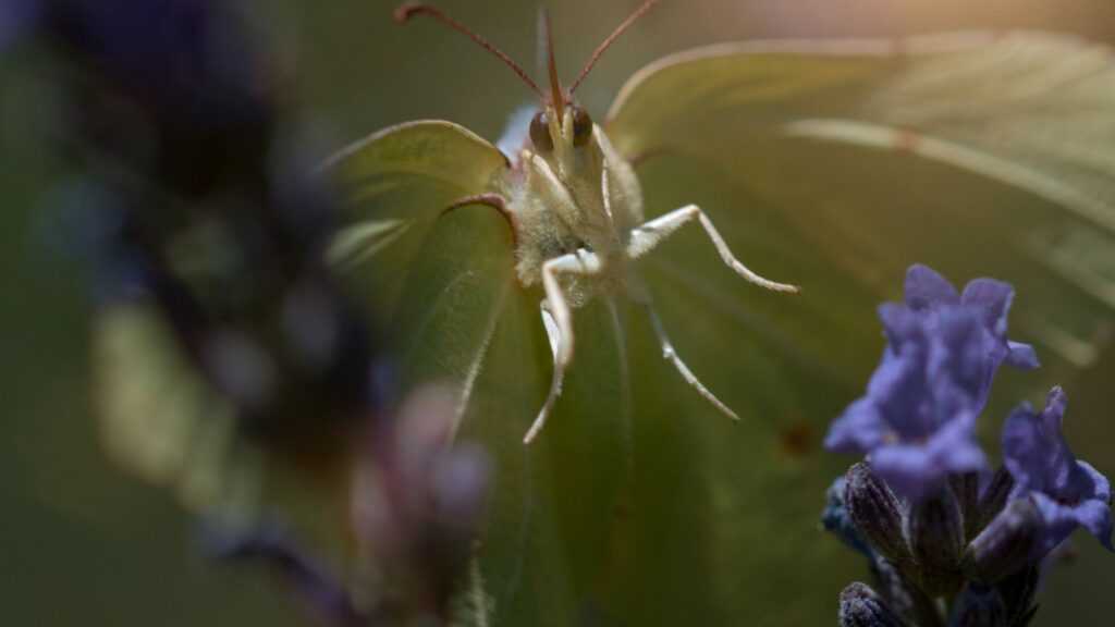 The Marvellous Wild World of the Vegetable Garden