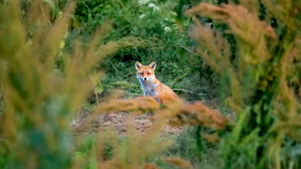 Make a wildlife documentary in front of&nbsp;home